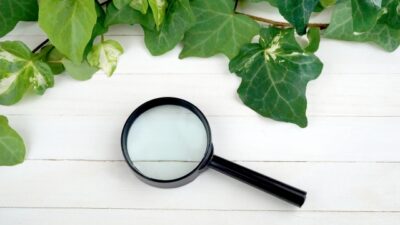 AI Overviewのサイトの影響を調べる方法